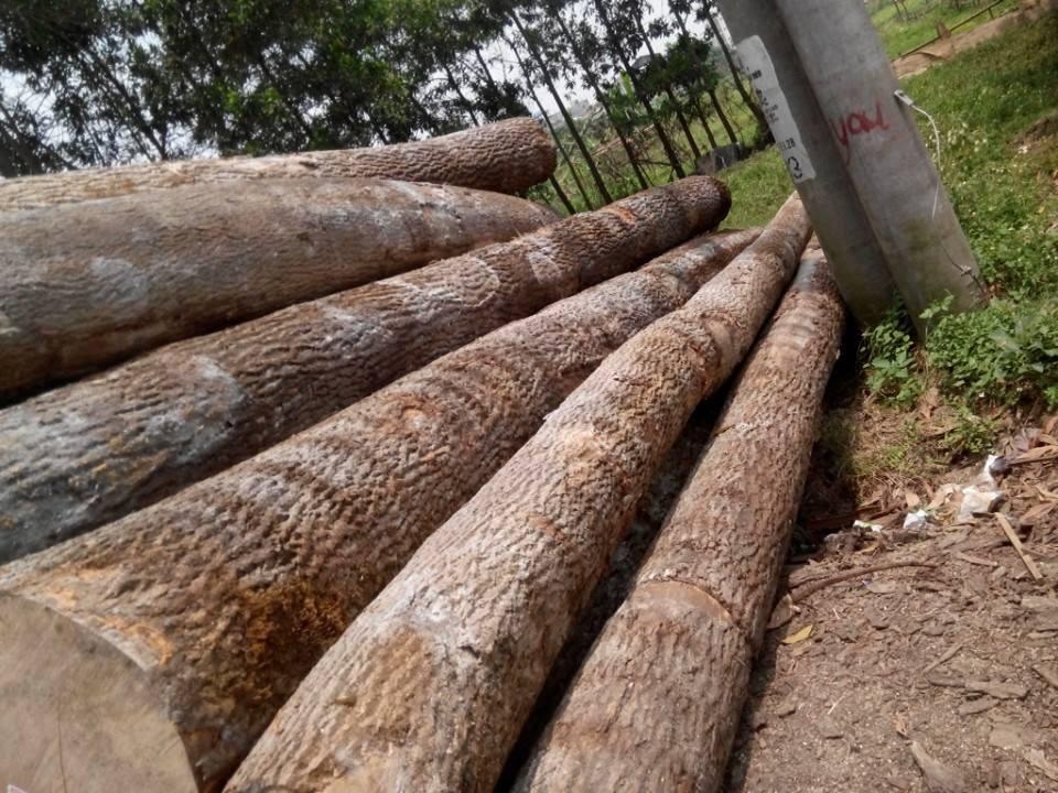 Tổng hợp kích thước tấm gỗ ván ép hiện nay